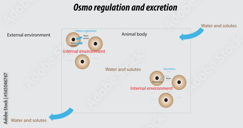 Human osmotic regulation and excretion labeled diagram
