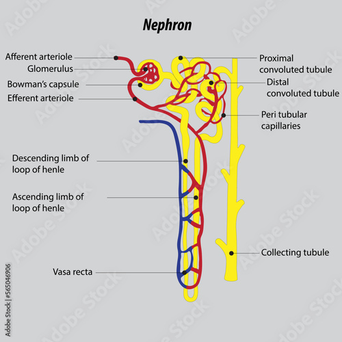 The structural and functional unit of the kidney and blood capillaries associated with the nephron. Nephron structure illustration drawing.  photo