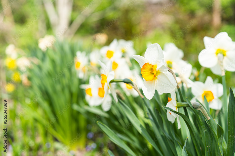 Spring flowers. Close up of narcissus flowers blooming in a garden. Daffodils Spring flowers. Close up of narcissus flowers blooming in a garden. Daffodils