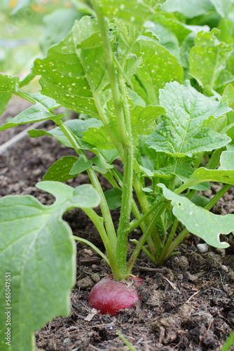 Slika na platnu Row of peppery red radishes growing in rich soil