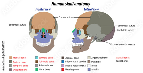 Illustration drawing of the human skull frontal and lateral view structure of the human skull Labeled vector 