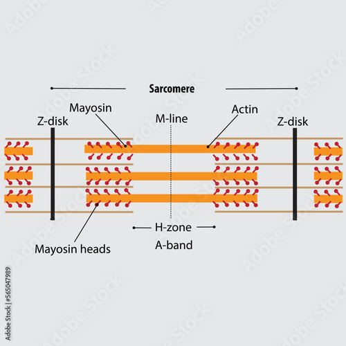 Structure of the sarcomere contractile unit of skeletal muscles photo