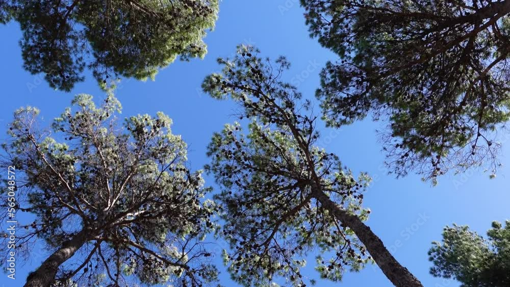 Looking up to treetops of conifer forest pine fir trees filmed from below while moving forward