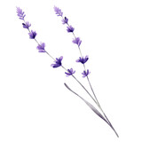 lavender Isolate on transparent background PNG file	
