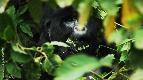 Endangered male silverback gorilla eats forest vegetation; tight slomo head shot photo