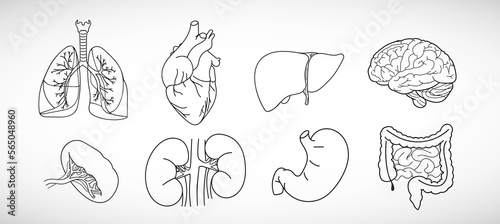 Vector icon set of human internal organs like heart, spleen, lungs, stomach, brain,  intestine, kidneys and liver in line style photo