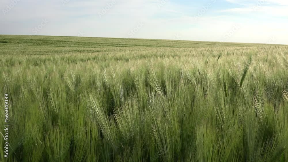 Wheat Field, Agriculture Industry, Ear in Sunset, Agricultural View Grains, Cereals Crop in Sunrise, Agrarian Harvest Wheat Field, Agriculture Industry, Ear in Sunset, Agricultural View Grains, Cereals Crop in Sunrise, Agrarian Harvest
