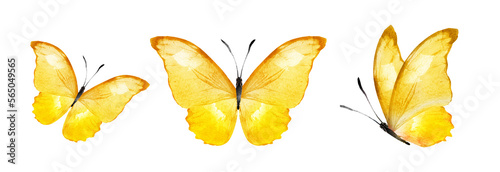 Color watercolor butterflies , isolated on the white