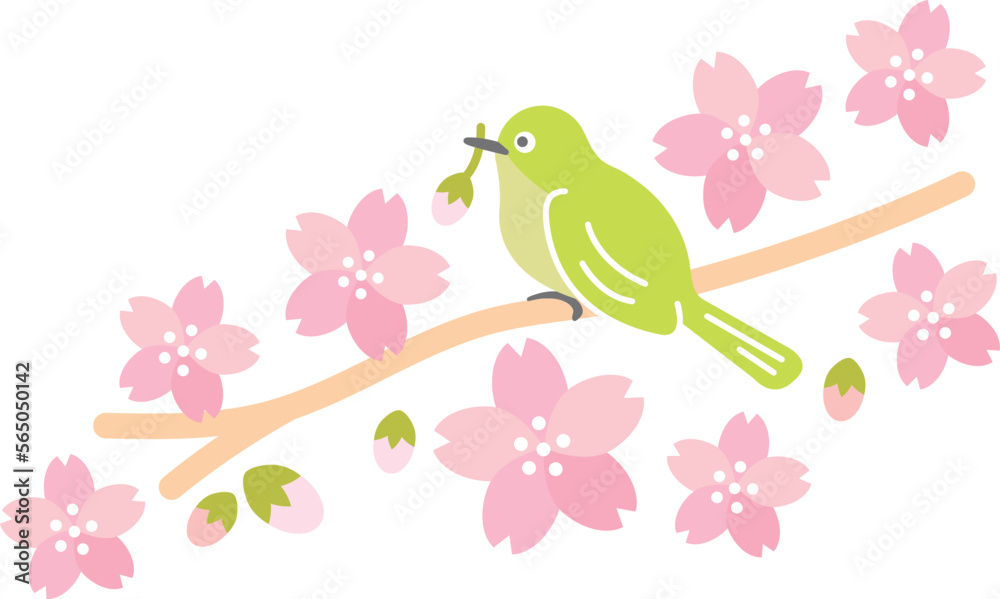 春 桜(さくら) メジロ 桜吹雪 春 桜(さくら) メジロ 桜吹雪