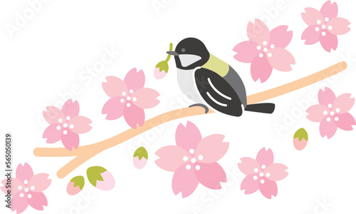 春　桜（さくら）　シジュウカラ