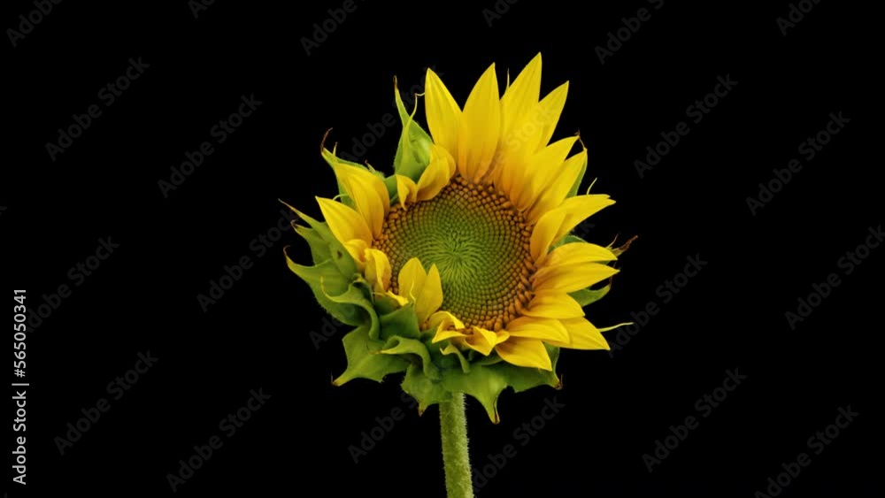 Macro time lapse blooming Sunflower Head, isolated on pure black background close-up