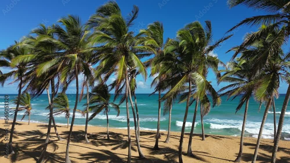Coconut palm trees on the wild beautiful beach. Turquoise water of the Caribbean sea and big waves. Best place for vacation on the shore of the tropical island in the all inclusive hotel Coconut palm trees on the wild beautiful beach. Turquoise water of the Caribbean sea and big waves. Best place for vacation on the shore of the tropical island in the all inclusive hotel