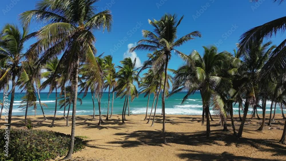 Moving forward through the palm trees on the sandy beach. Turquoise water of the Caribbean sea and big waves. Most beautiful places in the world for vacation. Punta Cana, Dominican Republic Moving forward through the palm trees on the sandy beach. Turquoise water of the Caribbean sea and big waves. Most beautiful places in the world for vacation. Punta Cana, Dominican Republic