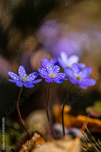 small blue forest flowers 