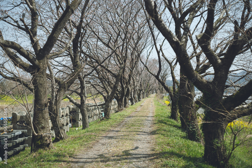 咲きはじめのソメイヨシノの桜の花 春のお花見スポット 九州福岡県うきは市浮羽町巨瀬川沿い流川の桜並木