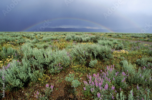 Sage flats and a rainbow, Wyoming, USA. photo