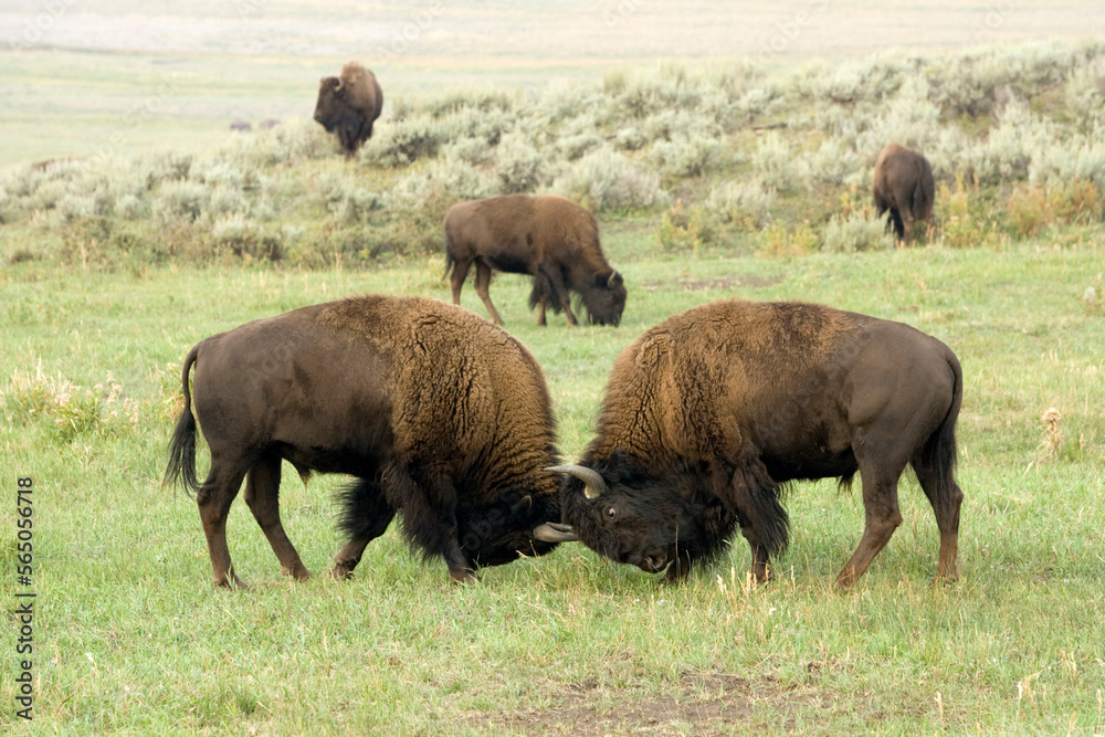 Buffalo in Yellowstone National Park, Wyoming