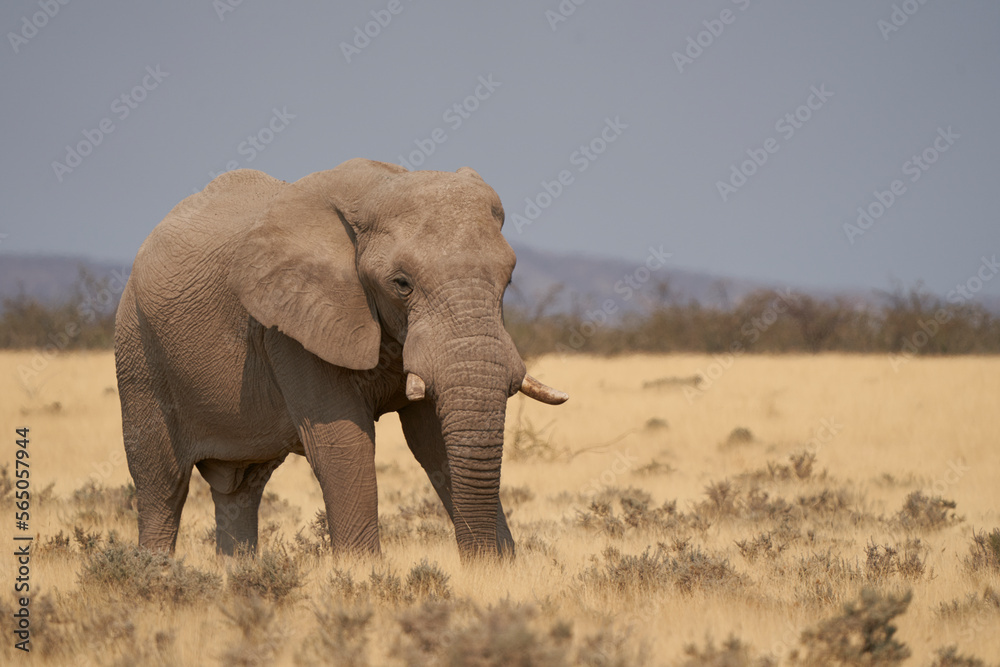 Large male African Elephant (Loxodonta africana) feeding in the dry arid landscape of Etosha National Park, Namibia