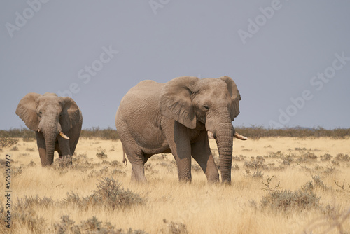Large male African Elephant  Loxodonta africana  feeding in the dry arid landscape of Etosha National Park  Namibia