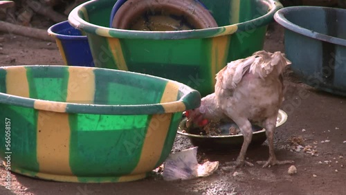 Red and black chicken stand on a pile of rubble in the backyard and look around.