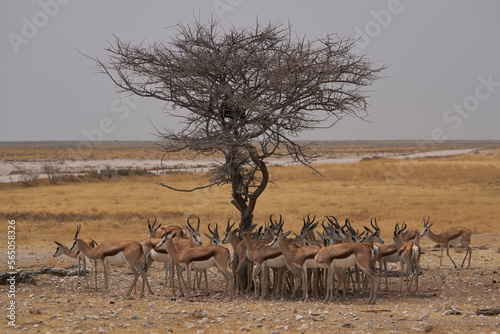 Large group of Springok (Antidorcas marsupialis) sheltering from the mid day under a tree at a waterhole in Etosha National Park, Namibia 