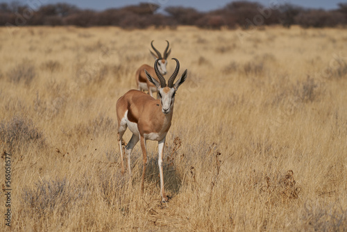 Springok (Antidorcas marsupialis) in Etosha National Park, Namibia        