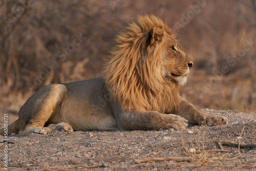Male African Lion  Panthera Leo  resting before heading off to hunt as dusk approaches in Ongava Game Reserve  Namibia