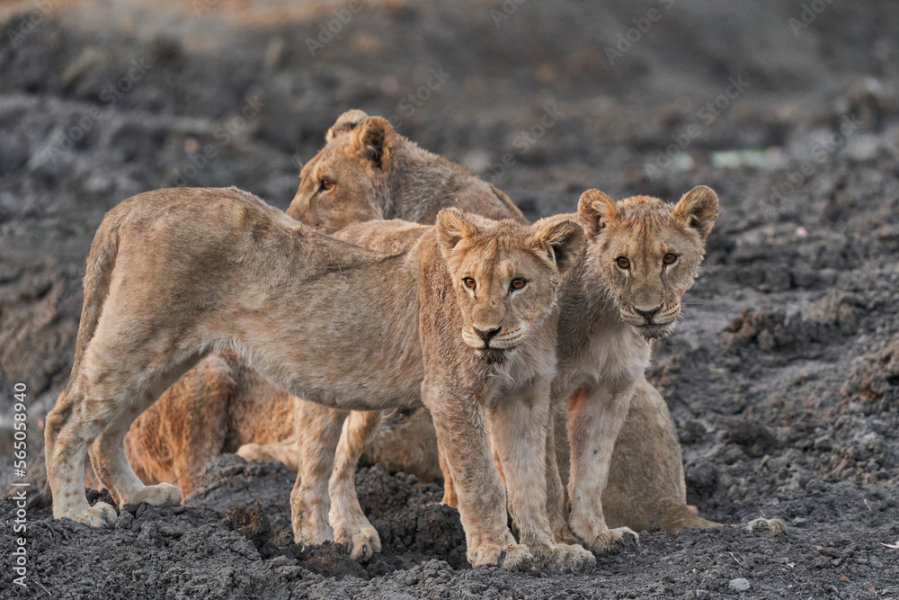 Naklejka premium Group of African Lion cubs (Panthera Leo) at a waterhole in Ongava Game Reserve, Namibia