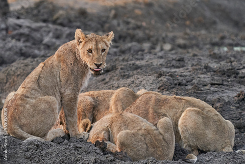 Group of African Lion cubs (Panthera Leo) at a waterhole in Ongava Game Reserve, Namibia photo