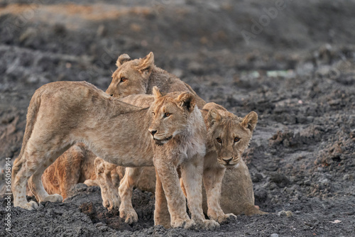 Group of African Lion cubs (Panthera Leo) at a waterhole in Ongava Game Reserve, Namibia photo