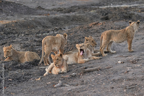 Group of African Lion cubs (Panthera Leo) at a waterhole in Ongava Game Reserve, Namibia