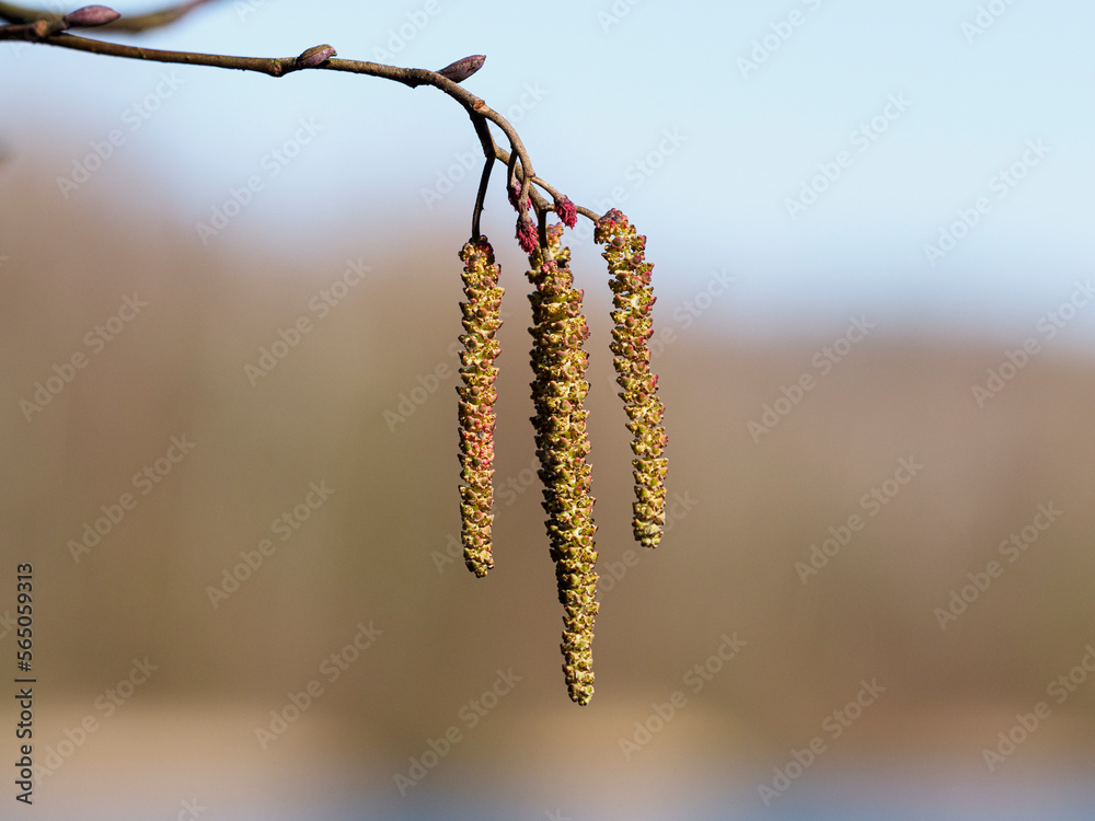Allergischer Schnupfen im Winter durch Erle & Hasel Allergischer Schnupfen im Winter durch Erle & Hasel