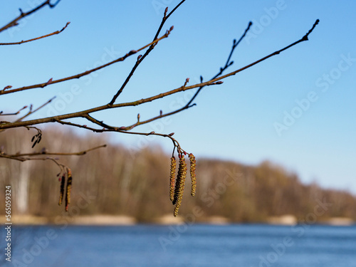 Allergischer Schnupfen im Winter durch Erle & Hasel