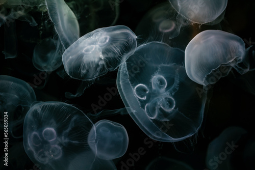moon jellies © Kim