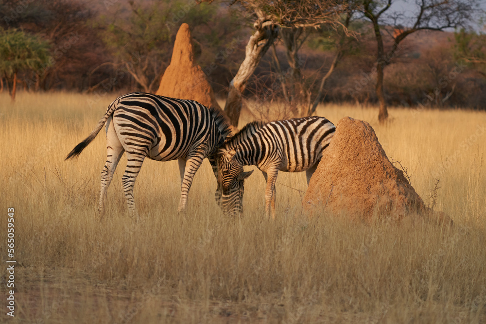 Naklejka premium Burchell's Zebra (Equus burchellii) in Okonjima Nature Reserve, Namibia