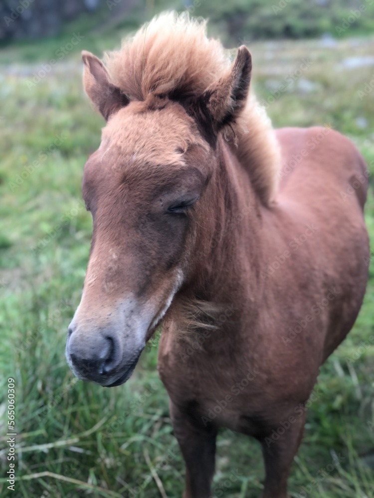 donkey in the field