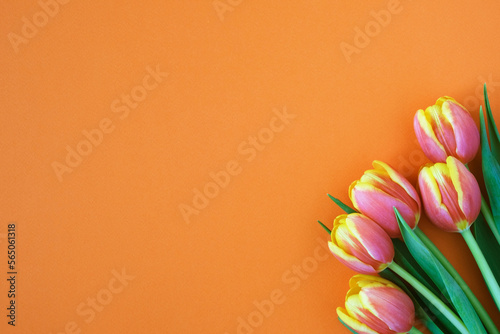 Tulips on orange background. Greeting card. 8 March Happy Women's Day. Mother's day. Flat lay. Place for text. Spring. 