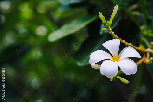 Wallpaper Mural Selective focus on the white yellow clear plumeria flower on the tree with green blur bokeh background Torontodigital.ca