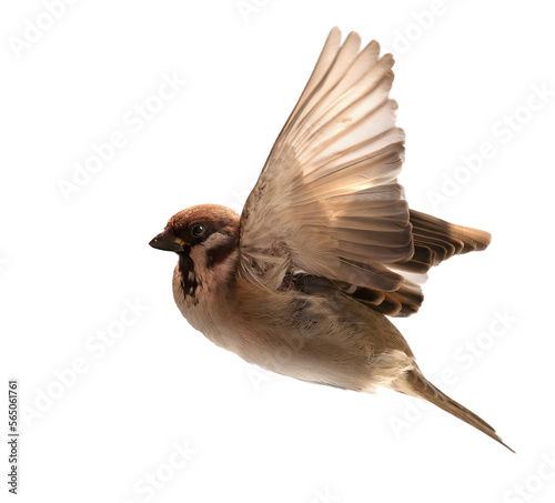 Foto flying  bird sparrow isolated on white background