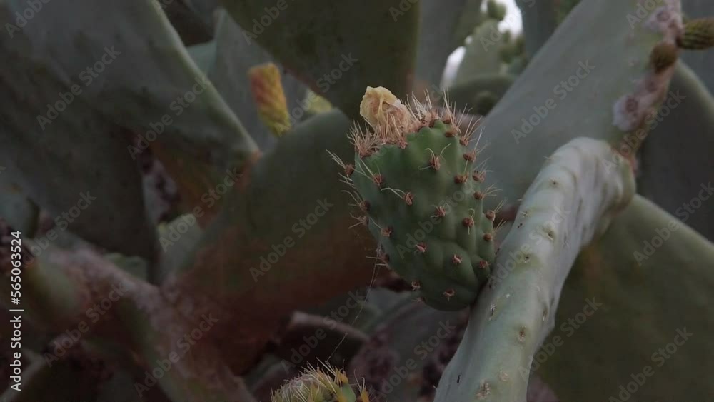 Desert cactus with red flowers close up revealing shot. Spider web stretching between pricles . High quality FullHD footage Desert cactus with red flowers close up revealing shot. Spider web stretching between pricles . High quality FullHD footage