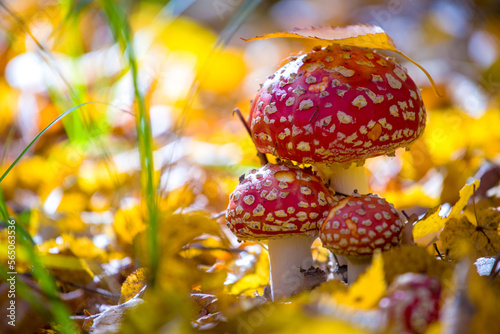 Beautiful red fly agarics grow on an autumn day in the forest, illuminated by sunlight. Poisonous mushrooms in nature