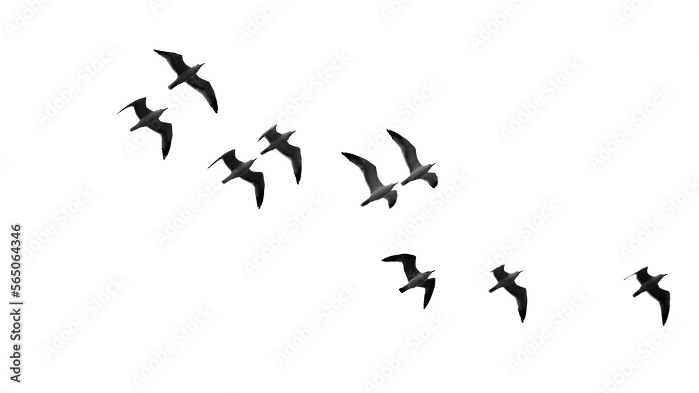 Fototapeta premium herd of birds fly 