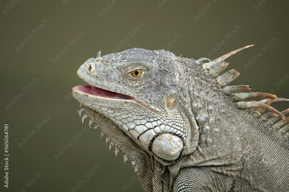 Fototapeta premium Iguana closeup of head showing scales