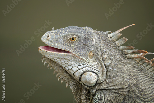 Iguana closeup of head showing scales