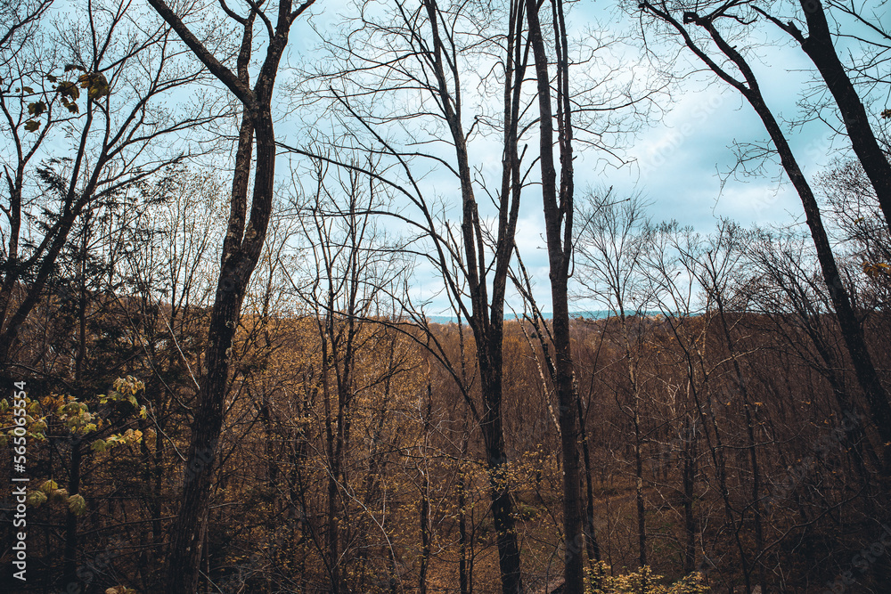 Obraz premium sunny forest