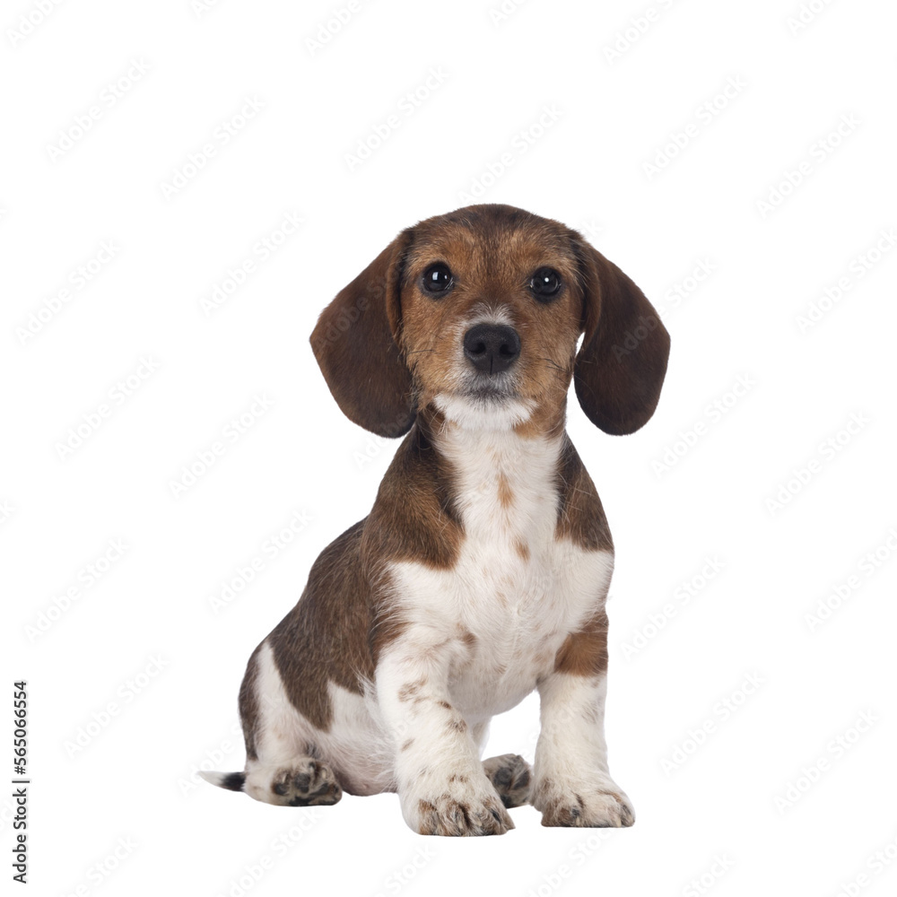 Adorable piebald Dachshund aka Teckel pup, sitting up. Looking towards camera. Isolated cutout on a transparent background.