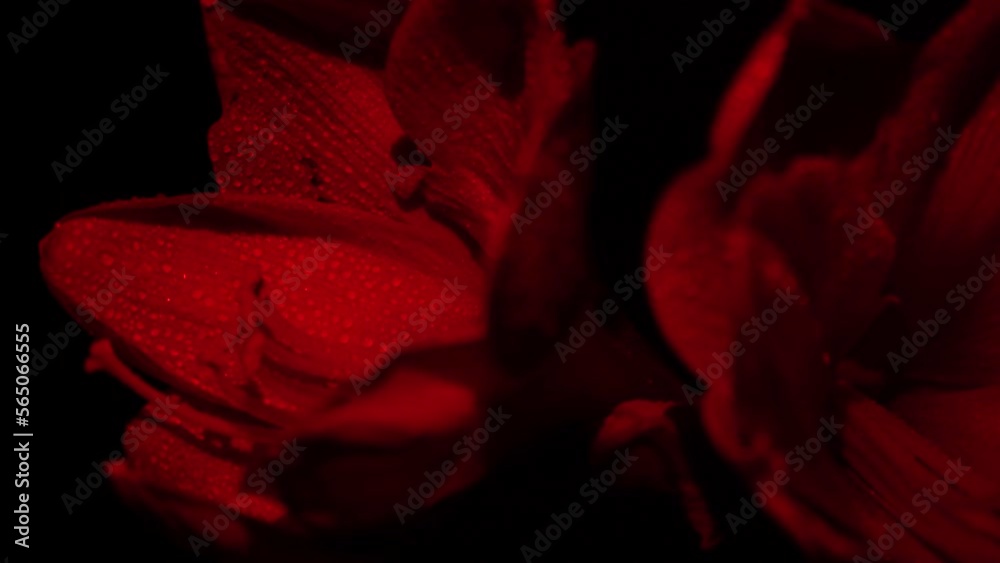 Blooming red amaryllis hippeastrum flower isolated on pure black background. Promotional video. Women's health concept, flowers and tampon. Valentine's day, March eighth, earth day.
