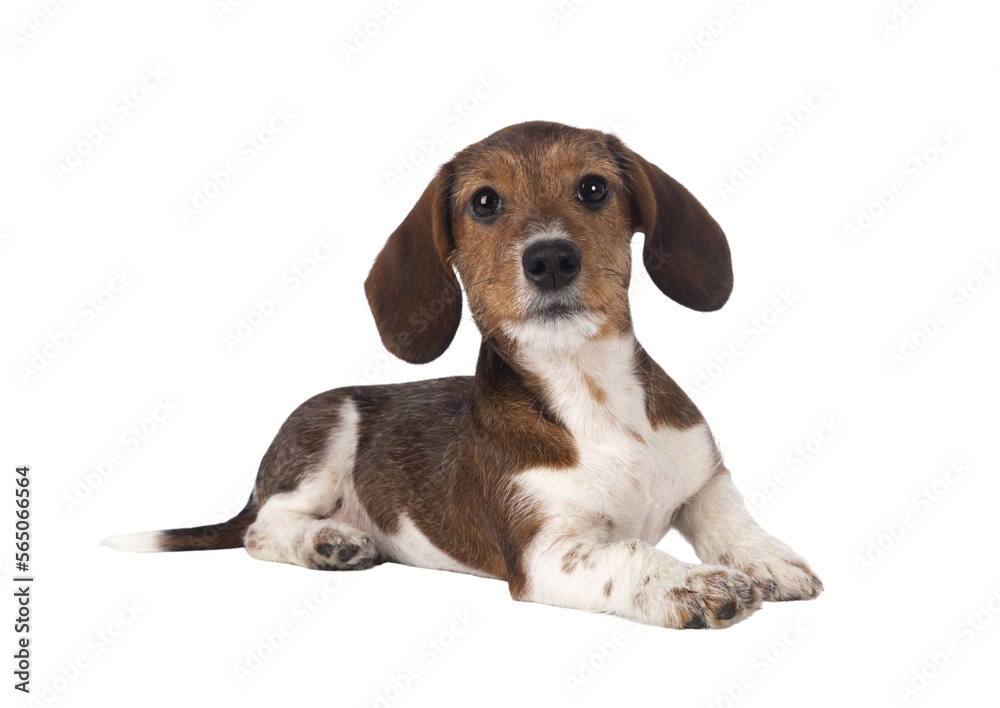 Adorable piebald Dachshund aka Teckel pup, laying down side ways. Looking towards camera. Isolated cutout on a transparent background.