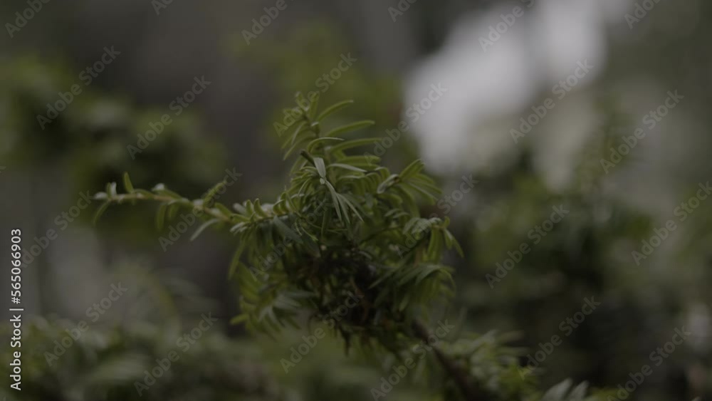 close up of a branch of needles | Park, 4k ProRes 10bit handheld