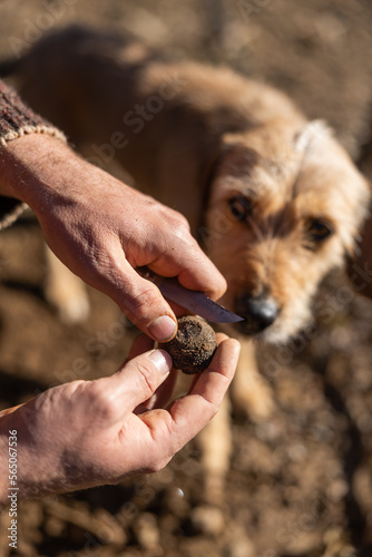 A caucasian man cuts with a knife a black truffle to find out the quality of the truffle during harvesting.
